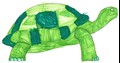 Flippy Tortoise